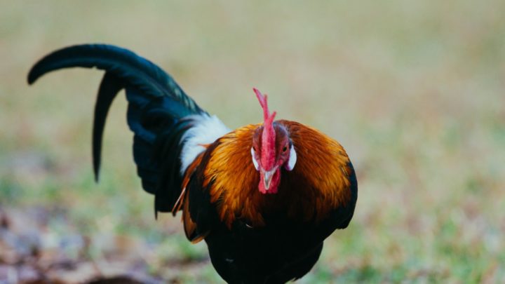 Strategi Terbaik Kala Bermain Sabung Ayam di Agen Sv388